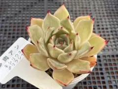 hikaru様 リクエスト 3点 まとめ商品