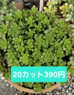 ルテオヴィリデ　セダム　多肉植物