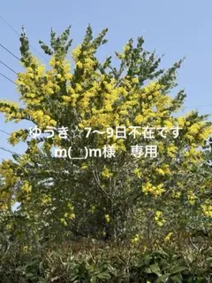 ゆうき☆7〜9日不在ですm(__)m様　専用　パールアカシア
