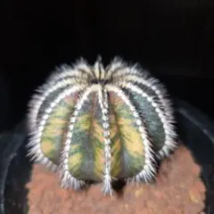 2026年最新】ペクチニフェラ 錦の人気アイテム - メルカリ