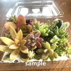 多肉植物 虹の玉 パープルヘイズ 寄せ植え用 カット苗セット - メルカリ