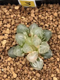 95g 多肉植物 ハオルチア オブツーサX万象錦 自家繁殖 鉢植え発送