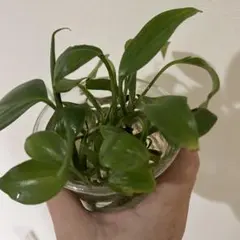 ビーシュリンプ様 リクエスト 2点 まとめ商品