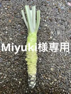 Miyuki様専用　生わさび　農家直送　山葵