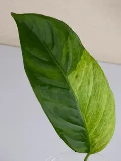 satoshi081928様 リクエスト 2点 まとめ商品