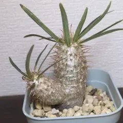パキポディウム グラキリス ぷっくり2頭株 分岐 良型 塊根植物 観葉植物