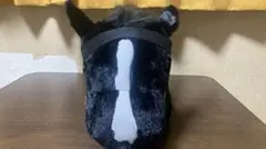 イクイノックス。ジャパンカップ BIGぬいぐるみ 2番