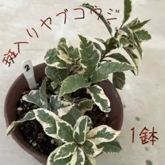 洪福様 リクエスト 2点 まとめ商品