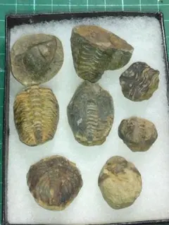 トリロバイト化石 保存状態良好 約15cm 2025年最新】三葉虫 化石の人気アイテム - メルカリ