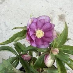 2026年最新】開花株の人気アイテム - メルカリ