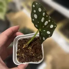 匿名配送☆特価☆ベゴニア・マクラータ②発根済 水耕栽培 観葉植物