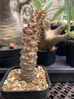botanize Pachypodium Gracilius var.White - メルカリ
