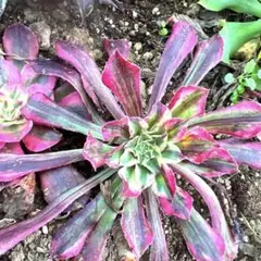 ミニマナ様 リクエスト 2点 まとめ商品