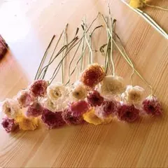 ❇️春色～ᕷ*.°ラナンキュラス❣️MIXカラー