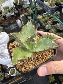 a_ konC様 リクエスト 2点 まとめ商品