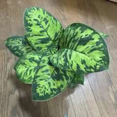 ホマロメナ　カモフラージュのサムネイル