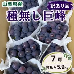 山梨県産 訳あり 家庭用 ぶどう 種無し 巨峰 7房 箱込み5.9kg ⑪