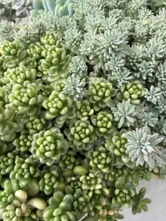 多肉植物 セダム 姫秋麗×プロリフィカ10カット&パープルヘイズ25カット