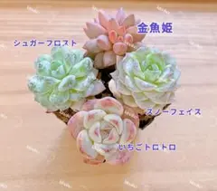 【レア品種】値下げ☆4種類☆多肉植物4苗セット 土・根付き