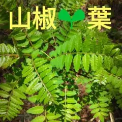 無農薬 山椒の葉 50枚以上 - メルカリ