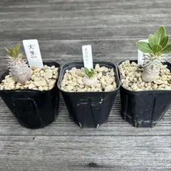2026年最新】観葉植物 塊根植物・コーデックスの人気アイテム - メルカリ