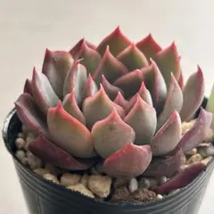 2026年最新】毒リンゴロウルサンコさんの人気アイテム - メルカリ