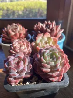 篤姫様 リクエスト 2点 まとめ商品