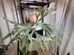 2026年最新】白ビフ ビカクシダの人気アイテム - メルカリ