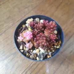 レッドベリー レッドベリー錦 ジャムベリー 多肉植物 セダム つぶつぶ