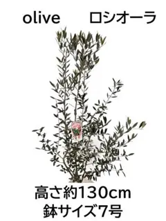 オリーブの木 ロシオーラ 8号 約110cm NO.962 現品掲載 - メルカリ