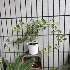 光触媒 観葉植物 ウォールグリーン フェイクグリーン セージアイビー 