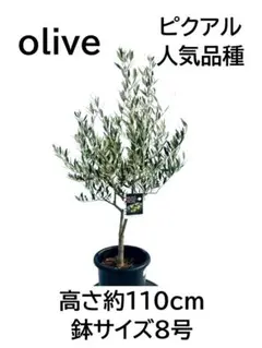 オリーブの木 ひなかぜ 8号 約150cm K-213 現品掲載 - メルカリ