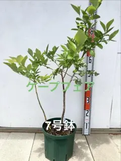 レモン スリット鉢入り このまま管理できます - メルカリ