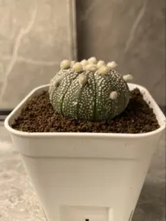 2026年最新】アストロフィツムの人気アイテム - メルカリ