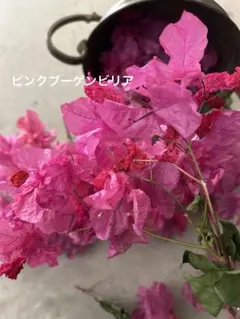 ブーゲンビリア大苗 No927 らくらくメルカリ便発送‼️ メルカリで売れた植物の梱包方法・発送方法を解説！ - お役立ち