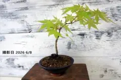 B216 有明もみじ 希少 有明紅葉 盆栽 - メルカリ