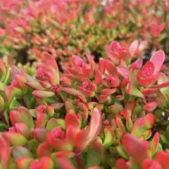 多肉植物　紅稚児　抜き苗