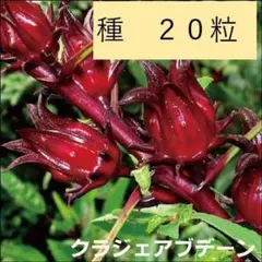 meimei様 リクエスト 2点 まとめ商品