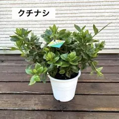 クチナシ④ 3株植え‼️超ボリューム‼️蕾付‼️八重咲‼️約32㎝　4号　※鉢ごと発送‼️のサムネイル