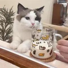 新品未使用　ねこちゃん　猫　にゃんこ　ガラスコップ　カップ　プレゼント　ギフト