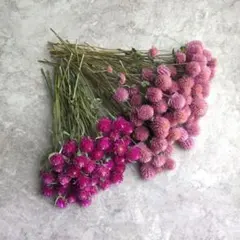 ドライフラワー 花材 インテリア