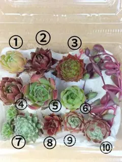 ①センペルビウム【10種類セット.名前あり】多肉植物