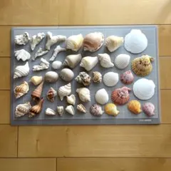 貝殻・珊瑚　44個セット