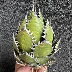 2026年最新】アガベ ホリダ 陽炎の人気アイテム - メルカリ