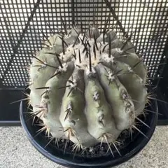 コピアポア　黒王丸のサムネイル