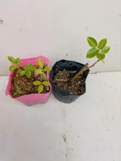 今話題の！フラワーカーペット薔薇苗小さなピンクの花が咲きます。のサムネイル