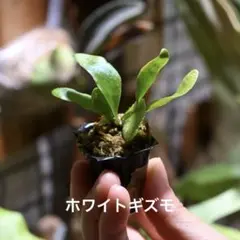 ※ Chi - Ka ※様 リクエスト 2点 まとめ商品