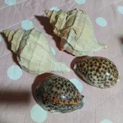 貝殻セット 4個
