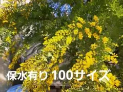 フレッシュミモザ　100サイズ　7
