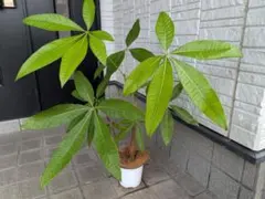 300円スタート』 パキラ Pachira 編み込み 観葉植物 インテリア - メルカリ